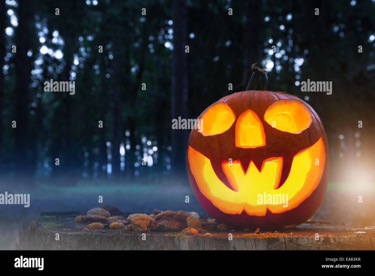 Burning halloween pumpkin in forest Stock Photo