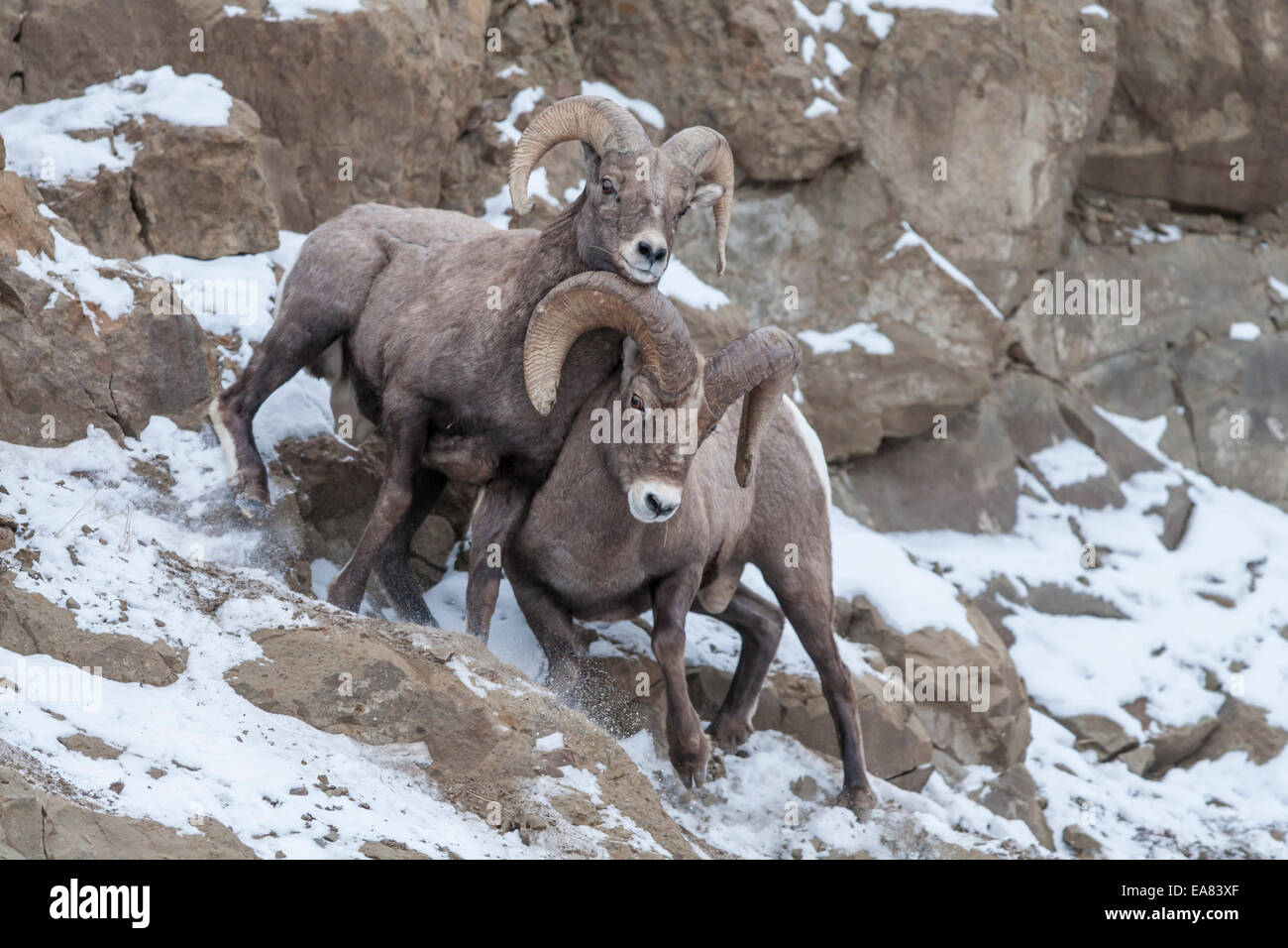 Rocky mountain bighorn sheep Stock Photo - Alamy