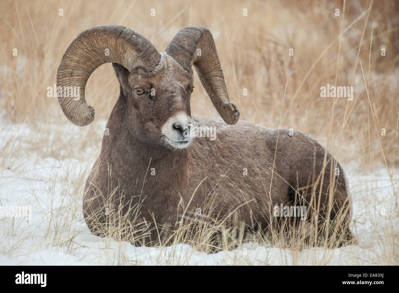 Rocky mountain bighorn sheep Stock Photo - Alamy