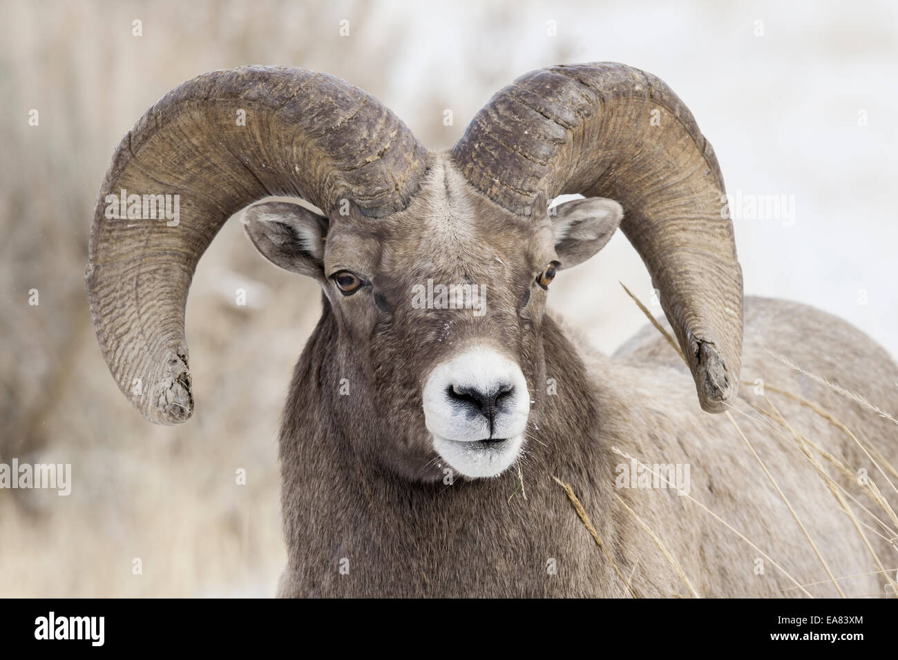 Rocky mountain bighorn sheep Stock Photo - Alamy