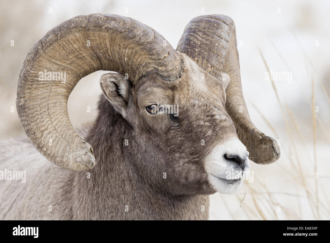 Rocky mountain bighorn sheep Stock Photo - Alamy