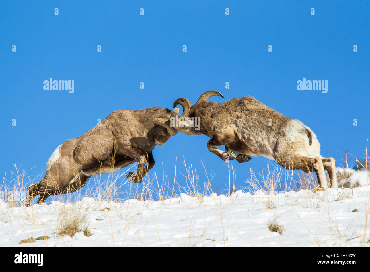 Rams fight hi-res stock photography and images - Alamy