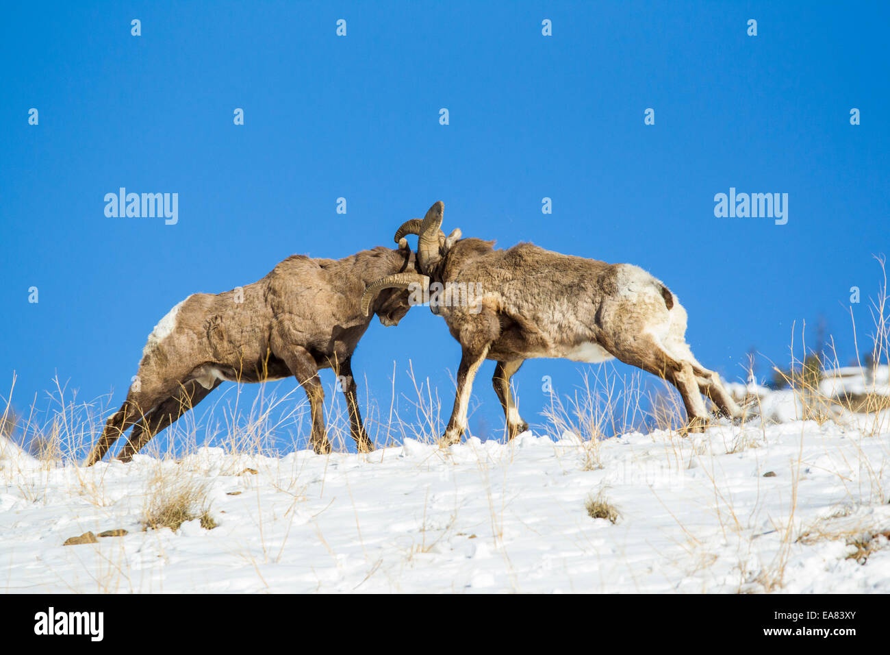 Bighorn rams dominance fight during the fall rut Stock Photo - Alamy