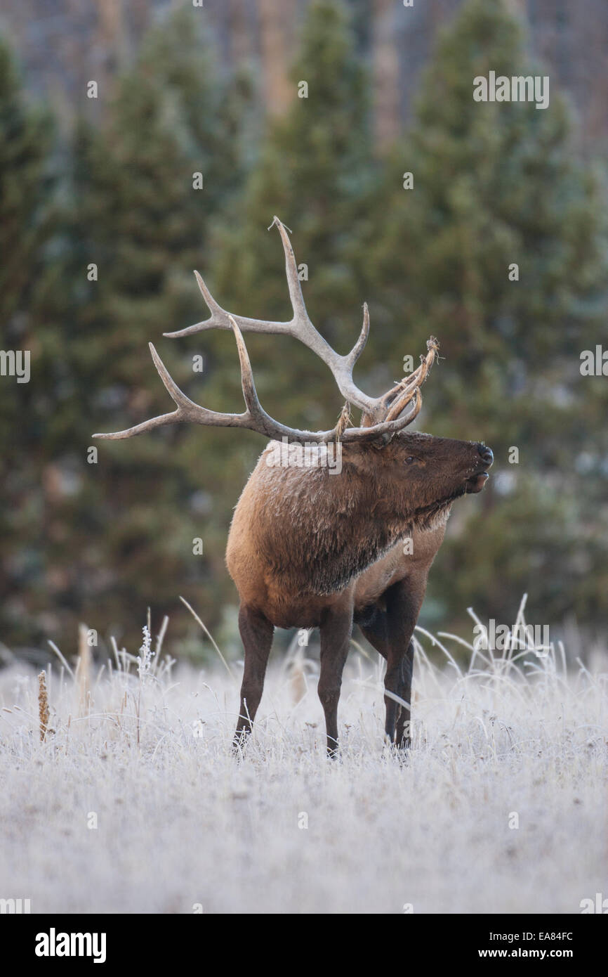 Bull elk during the autumn rut in Wyoming Stock Photo - Alamy
