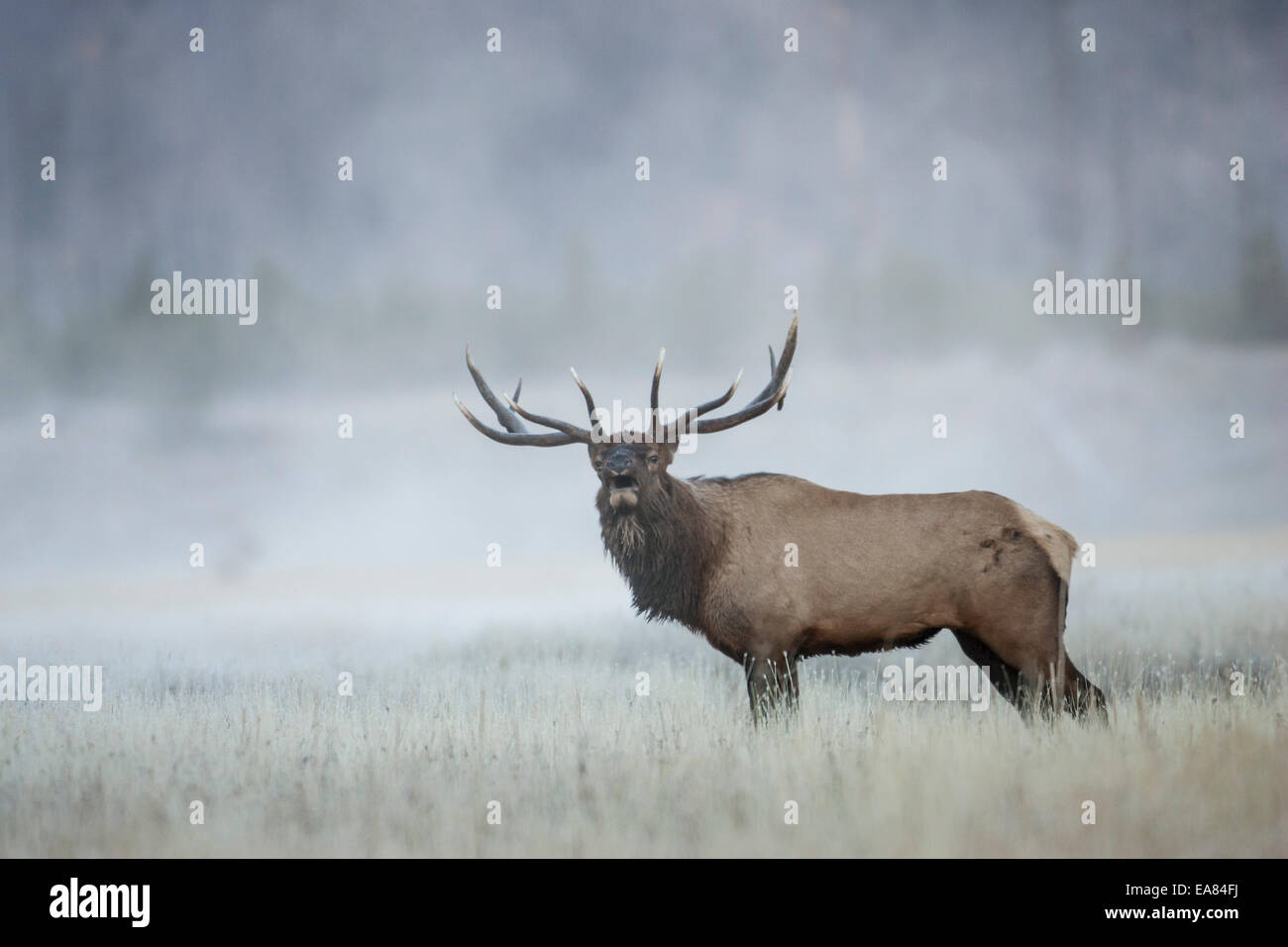 Bull elk during the autumn rut in Wyoming Stock Photo