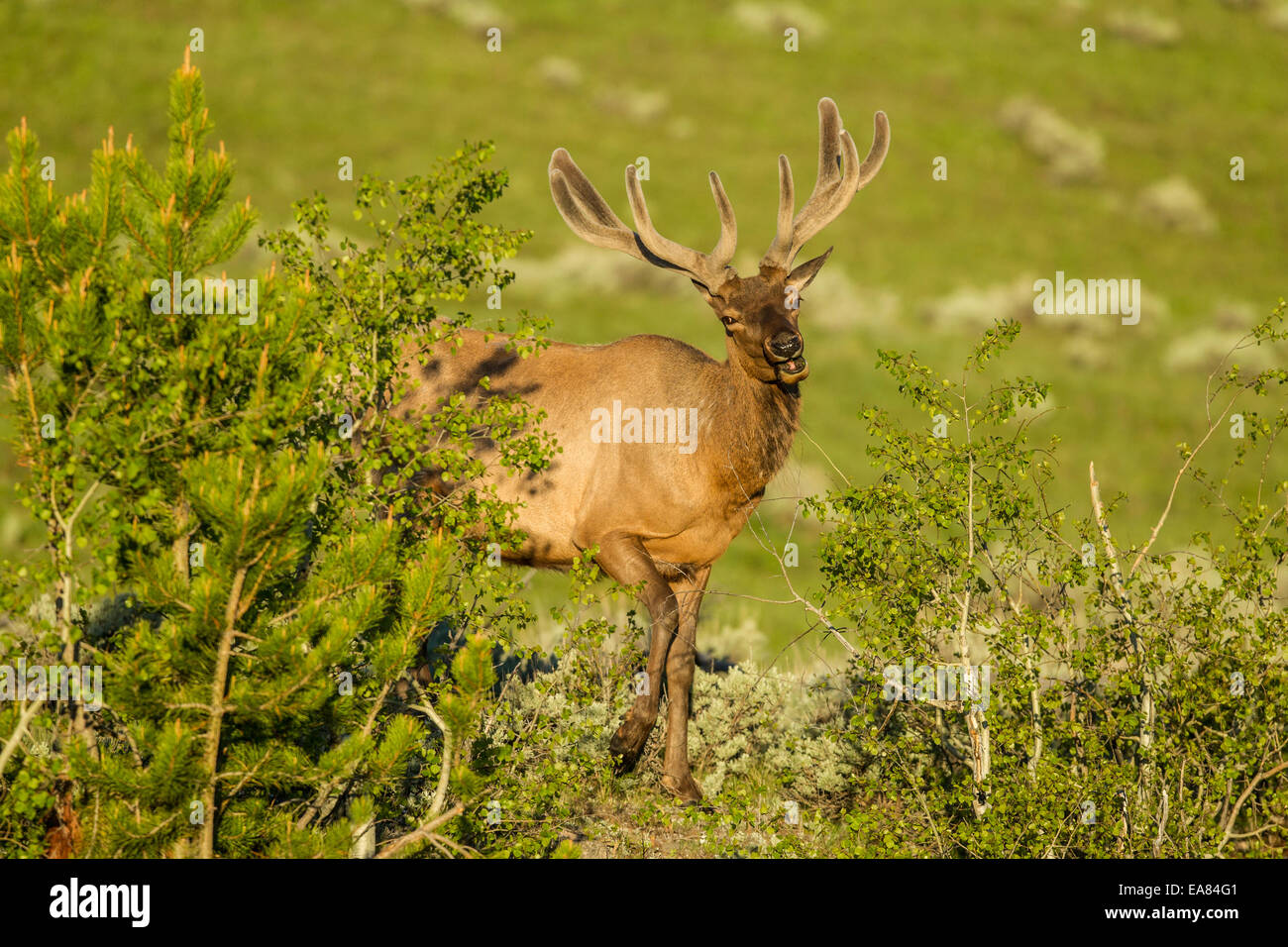 Bull elk with antlers in velvet during the summer Stock Photo - Alamy