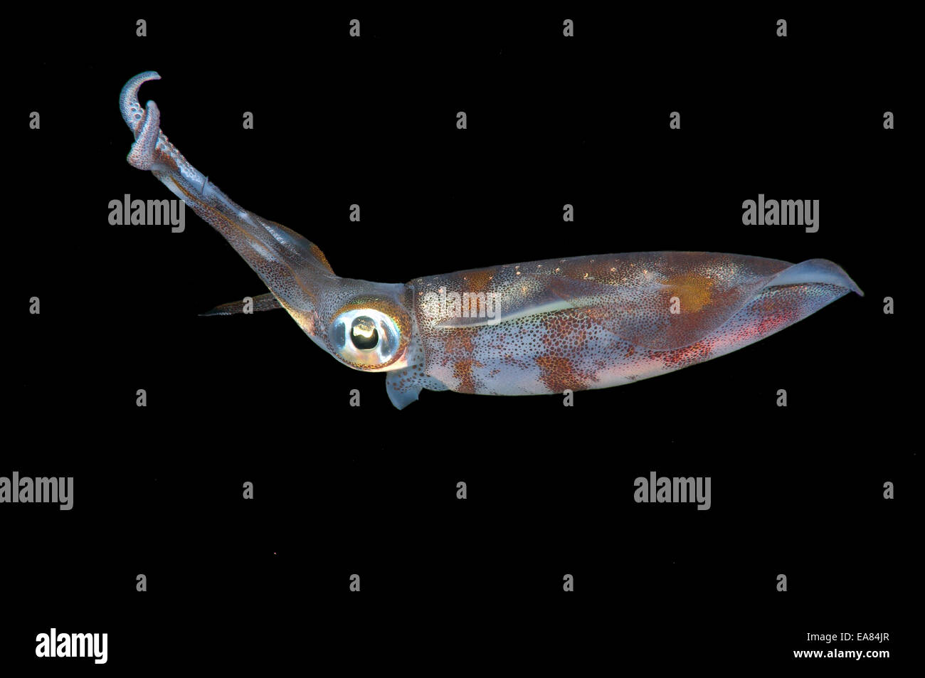Bigfin reef squid (Sepioteuthis lessoniana) Stock Photo