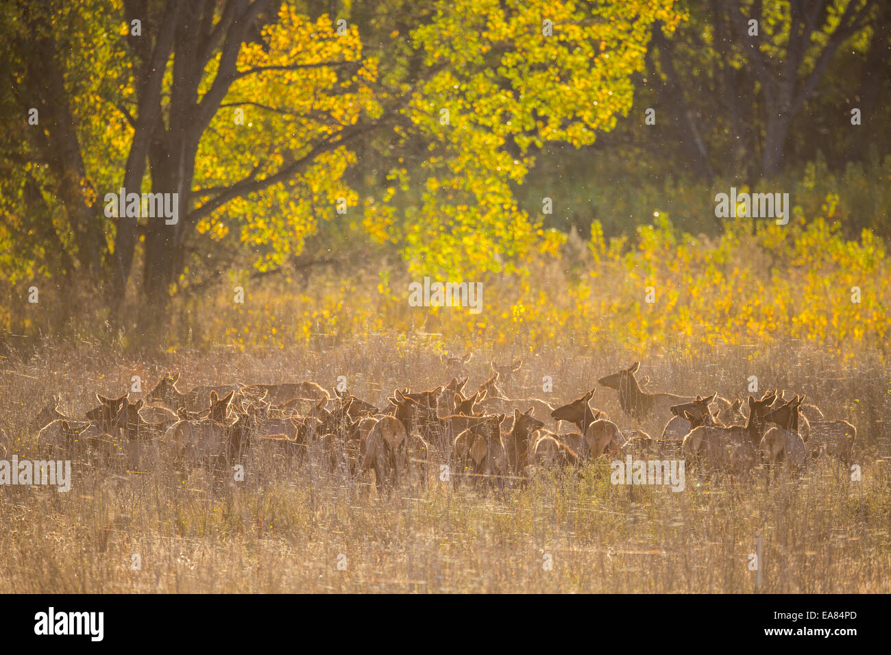 Herd or elk in riparian habitat in Montana Stock Photo