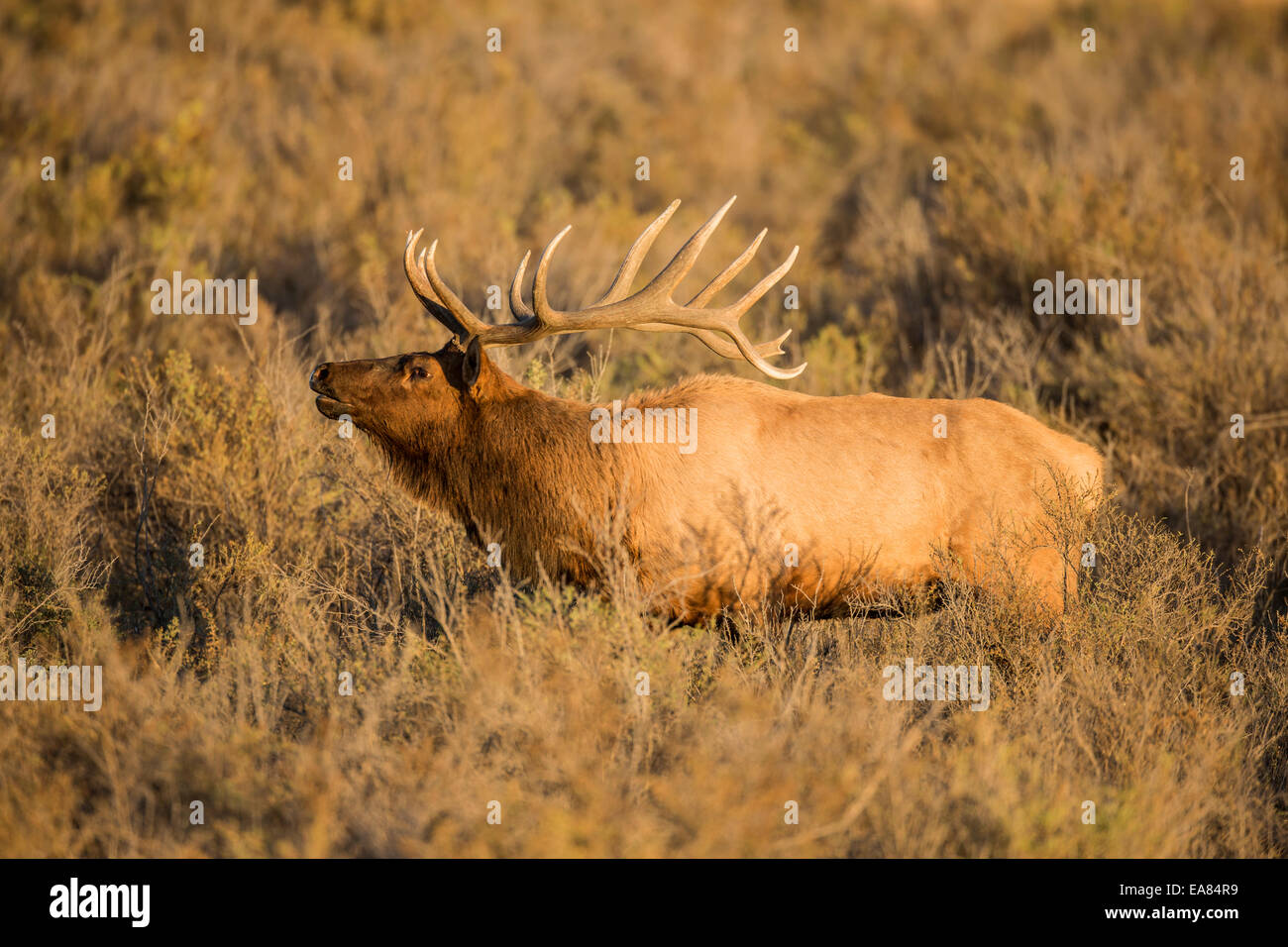 Bull elk during the autumn rut in Montana Stock Photo