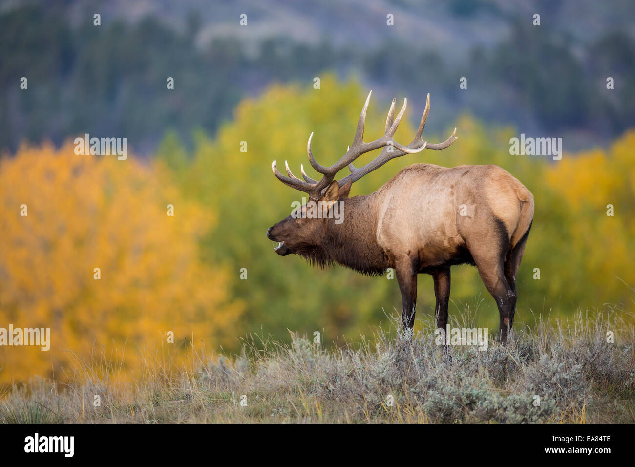 Bull elk bugle hires stock photography and images Alamy