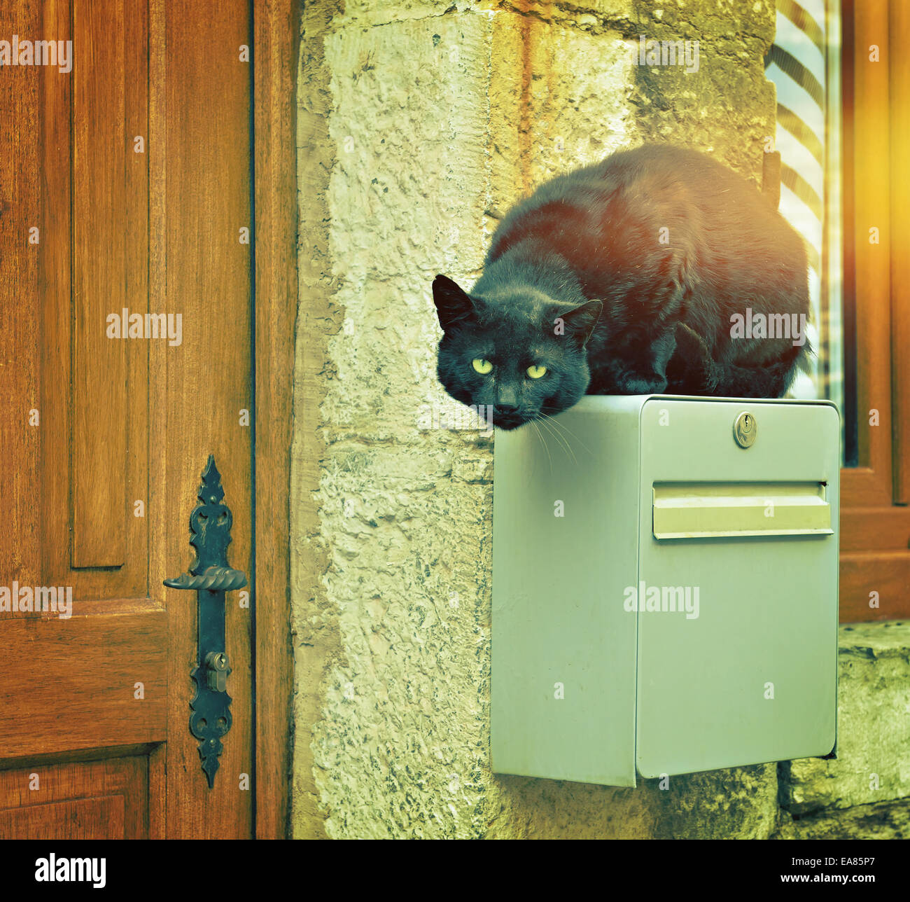 big black house cat