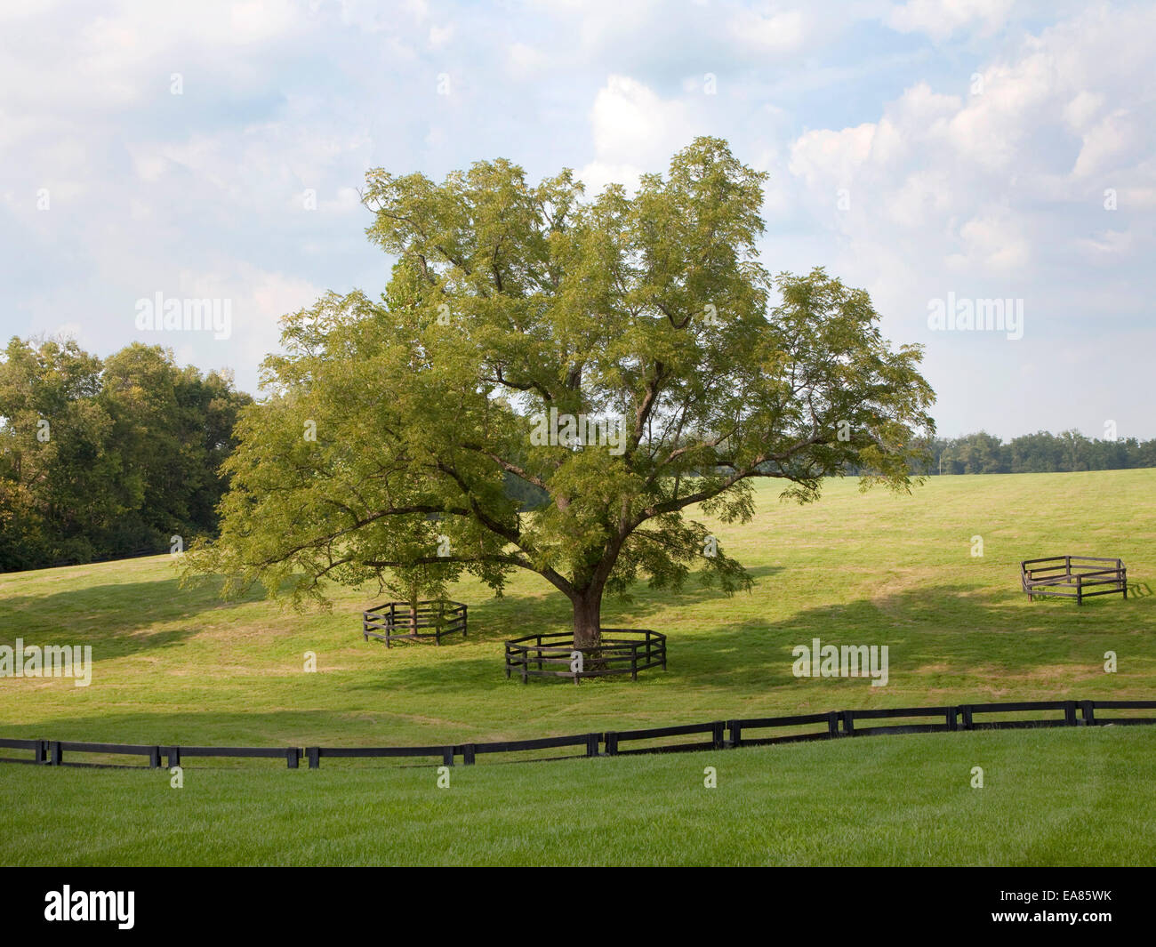 Mature tree in field and haddock on Kentucky horse farm. Stock Photo