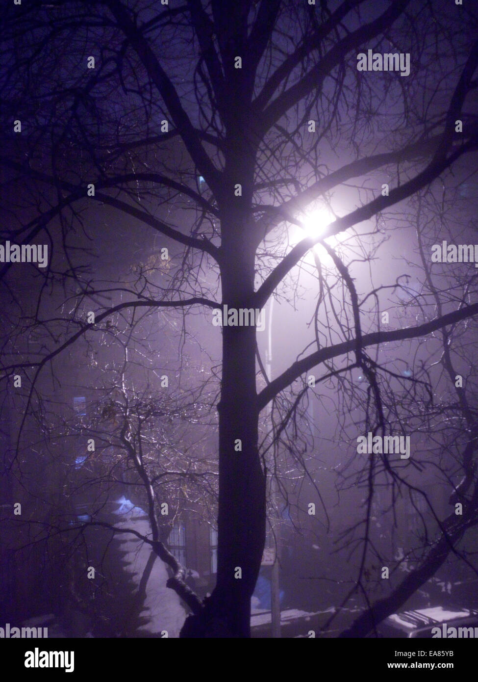City tree in night fog after snow. Stock Photo