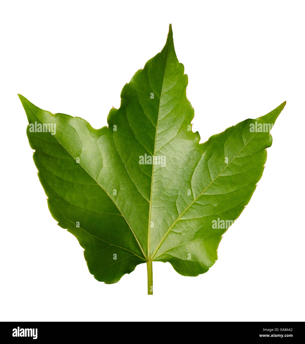 Shiny New Sycamore Leaf Stock Photo