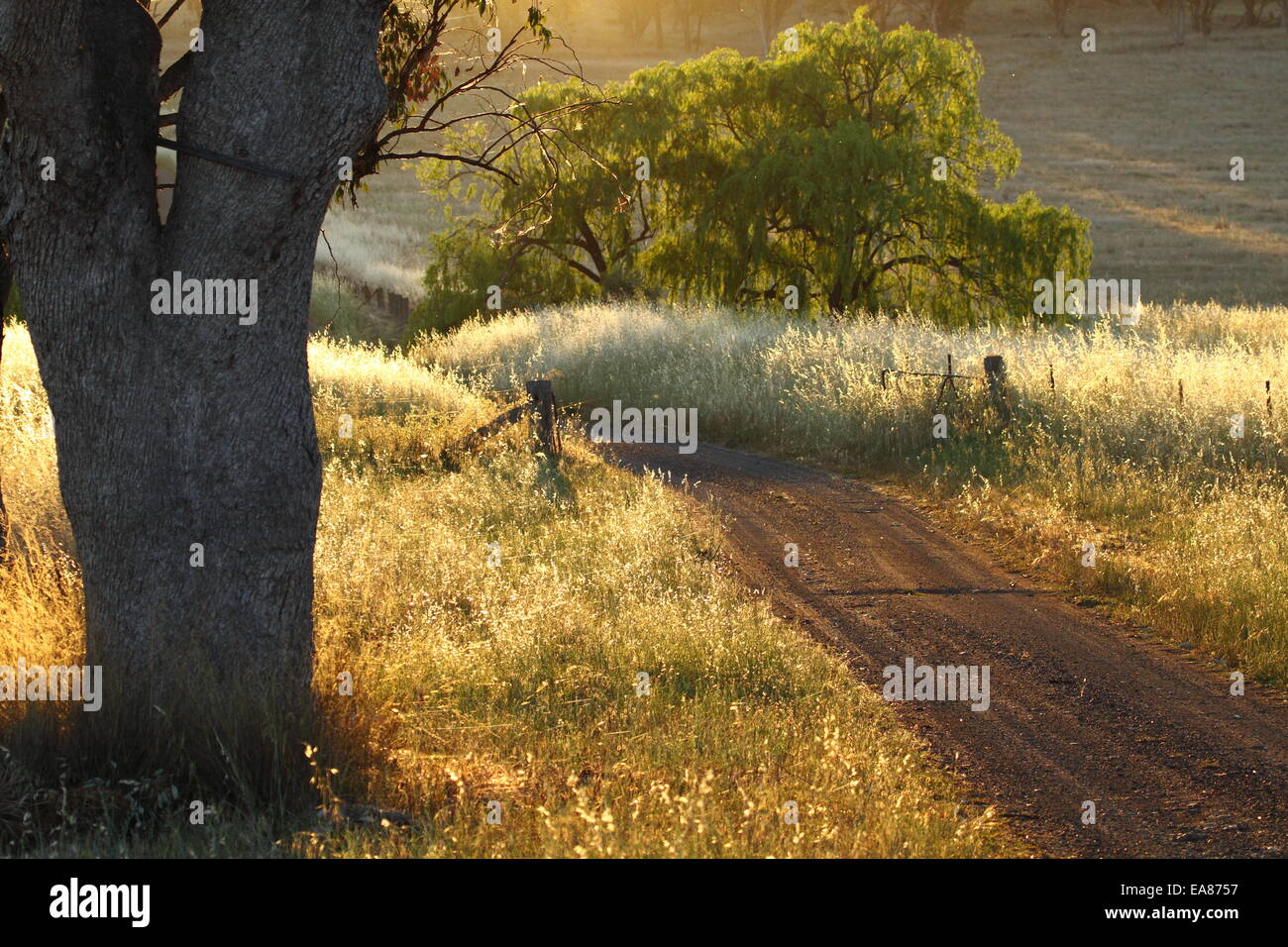 Dawn's promise of warmth, near Aspley, NSW. I love rural scenes. Stock Photo