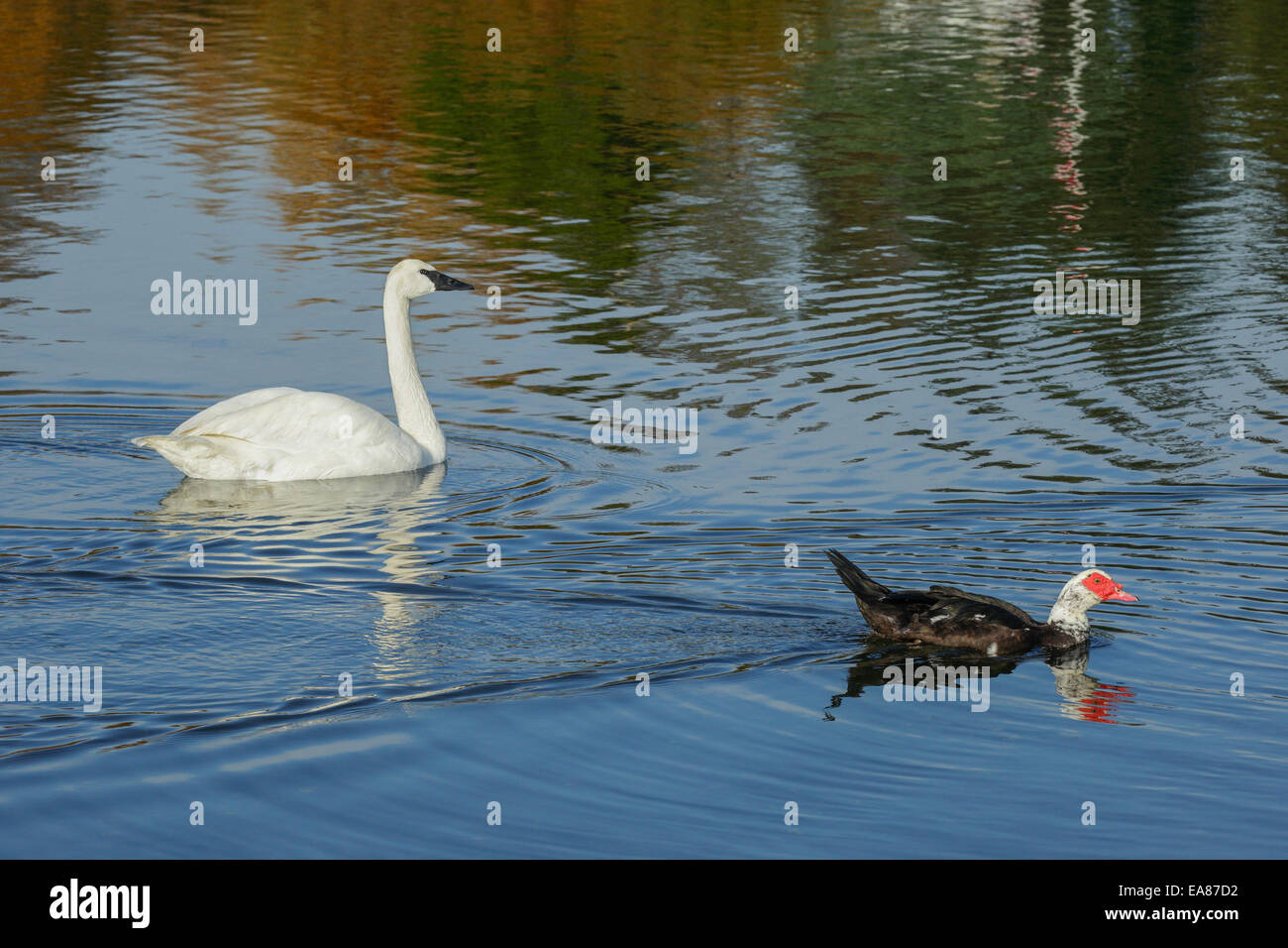 Trumpeter swan and Muscovy duck cruising on Esquimalt Lagoon-Victoria, British Columbia, Canada. Stock Photo