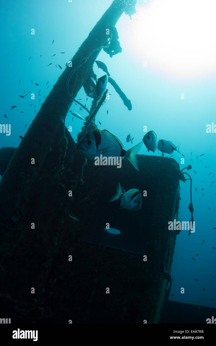 Two-banded sea bream, Diplodus vulgaris, on a wreck in Cirkewwa, Malta, Mediterranean Sea. Stock Photo