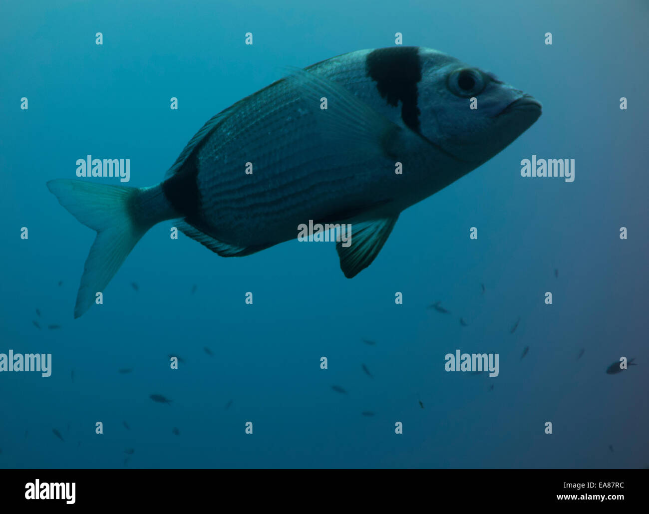 Two-banded sea bream, Diplodus vulgaris,  portrait from the Mediterranean. Stock Photo