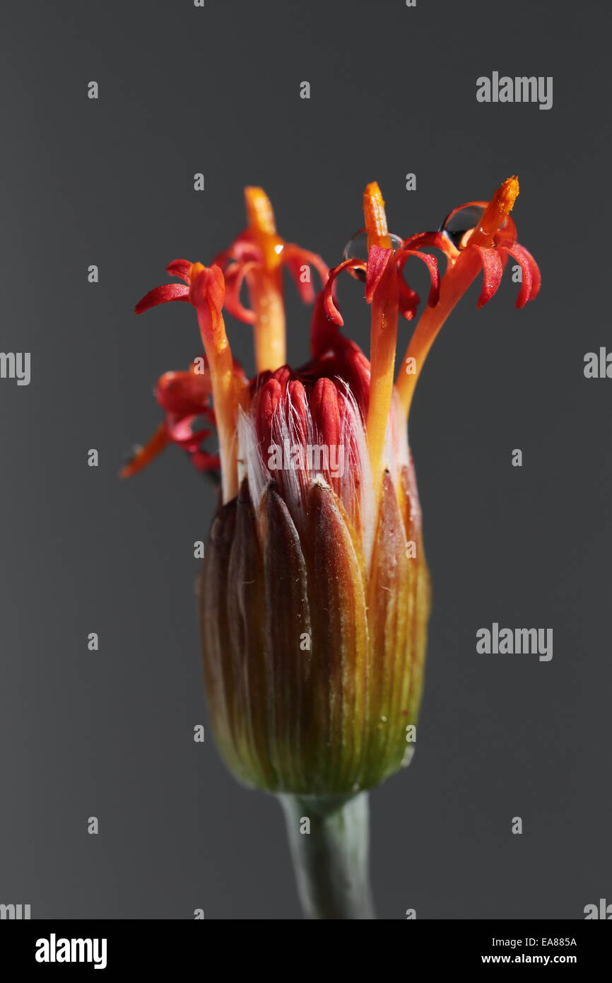 Flower of senecio stapeliiformis, a South African succulent species Stock Photo