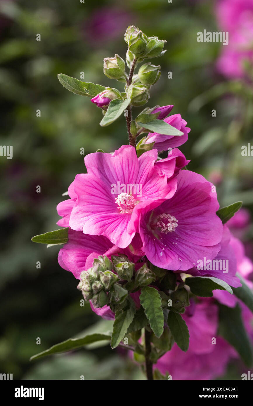 Pink Malva flower. Stock Photo