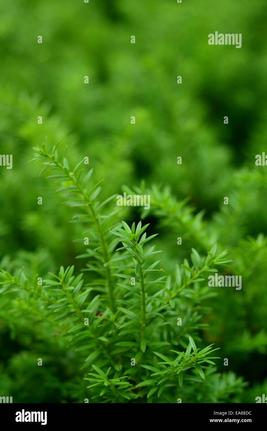 Lush green background eco hi-res stock photography and images - Alamy