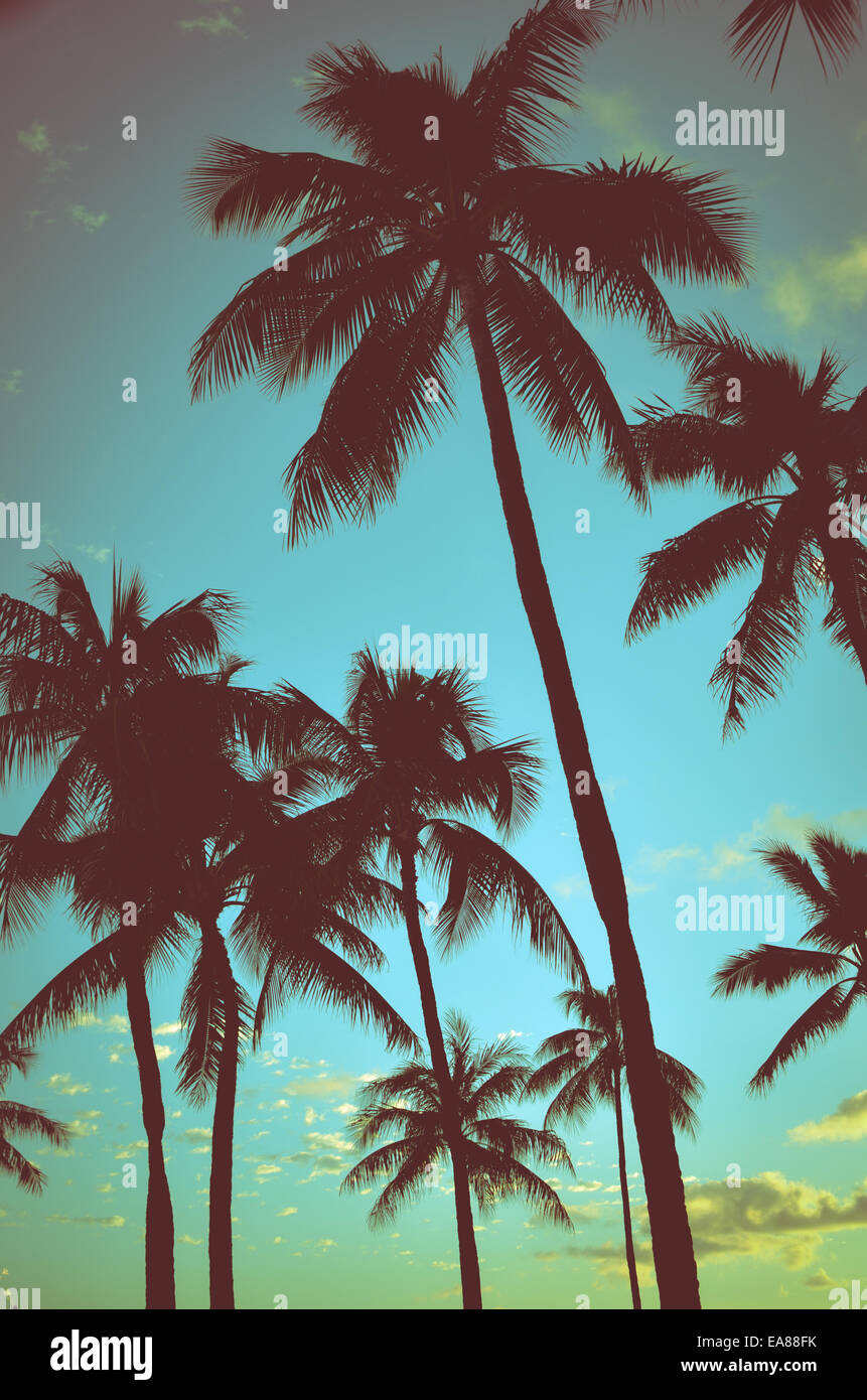 Palm Trees In Hawaii Stock Photo Alamy