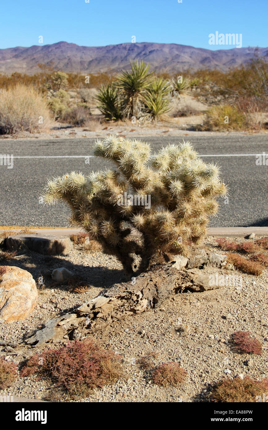 Cholla Cactus Garden in Joshua Tree national park Stock Photo Alamy