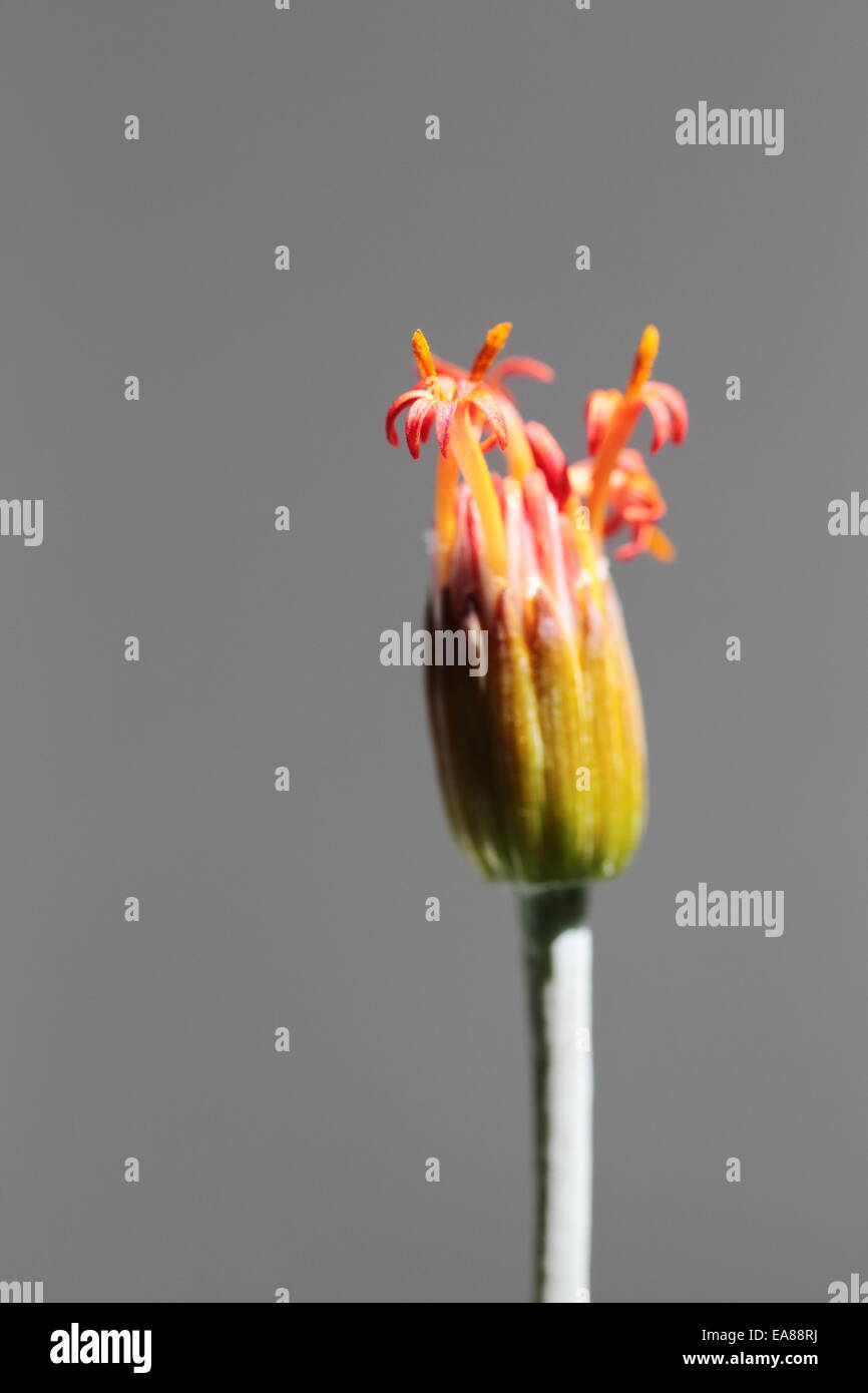 Flower of senecio stapeliiformis, a South African succulent species Stock Photo