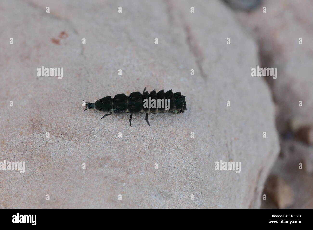 Long segmented insect on slopes of Table Mountain Stock Photo