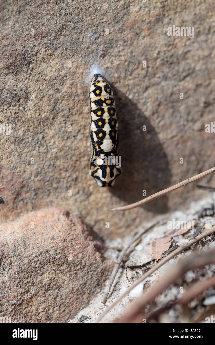 Butterfly chrysalis attached to a rock on the slopes of Table Mountain above Tokai Stock Photo