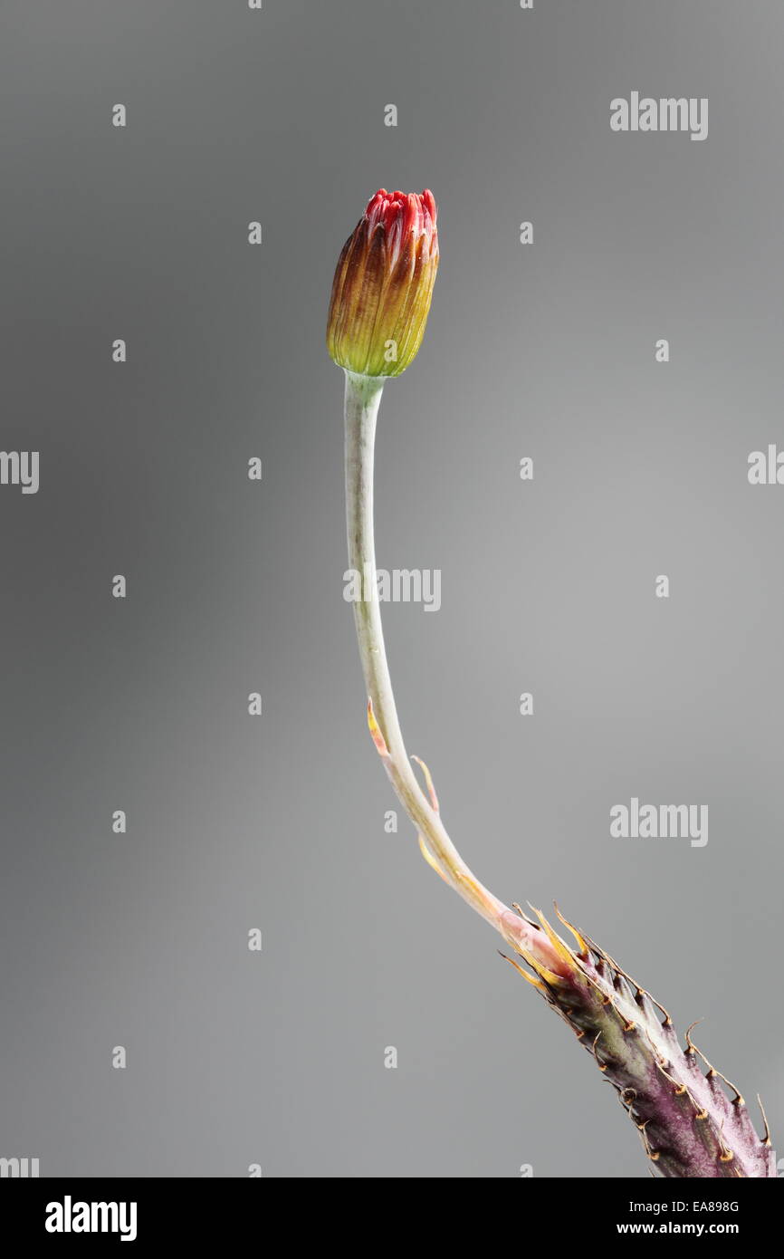 Flower bud of senecio stapeliiformis, a South African succulent species Stock Photo