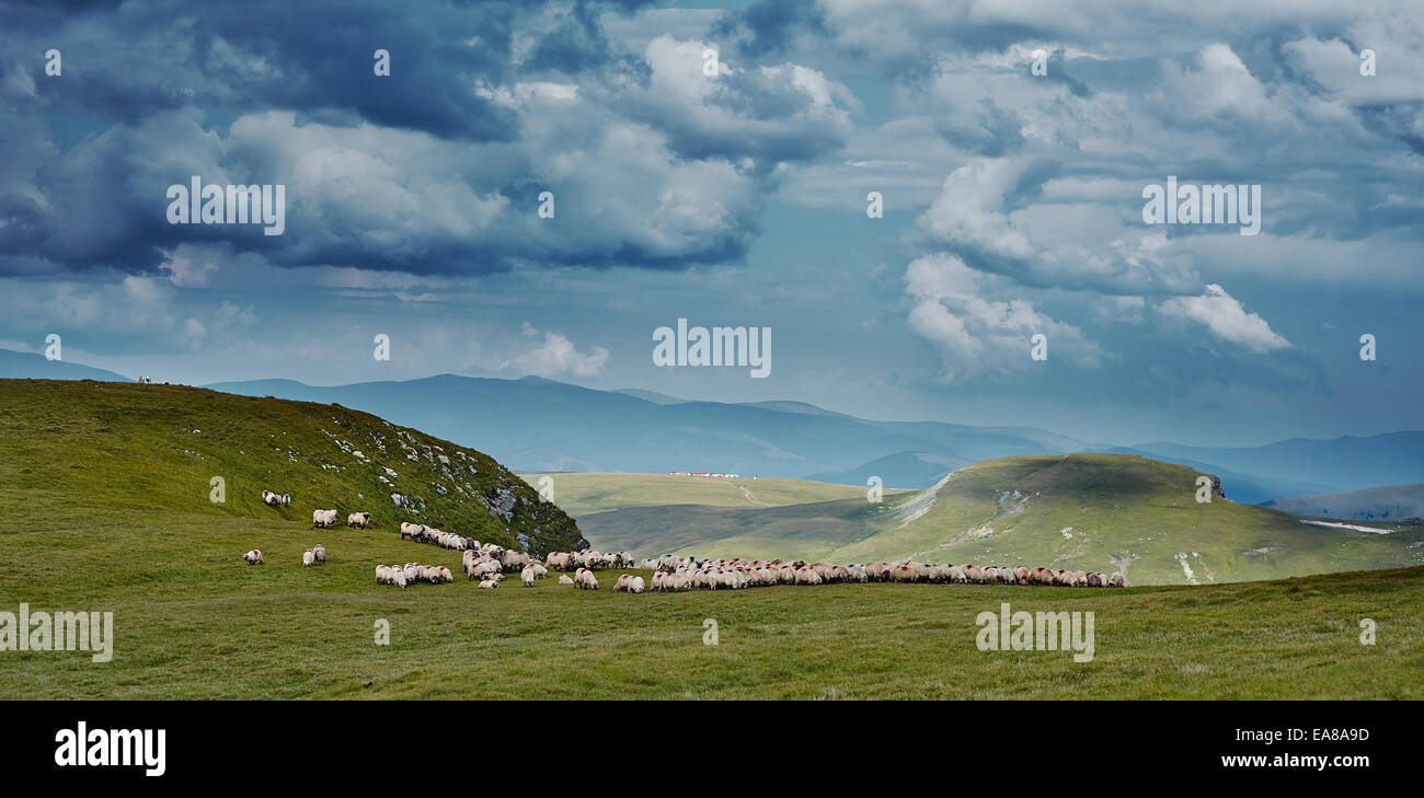A flock of sheep on the green mountains, grazing Stock Photo - Alamy