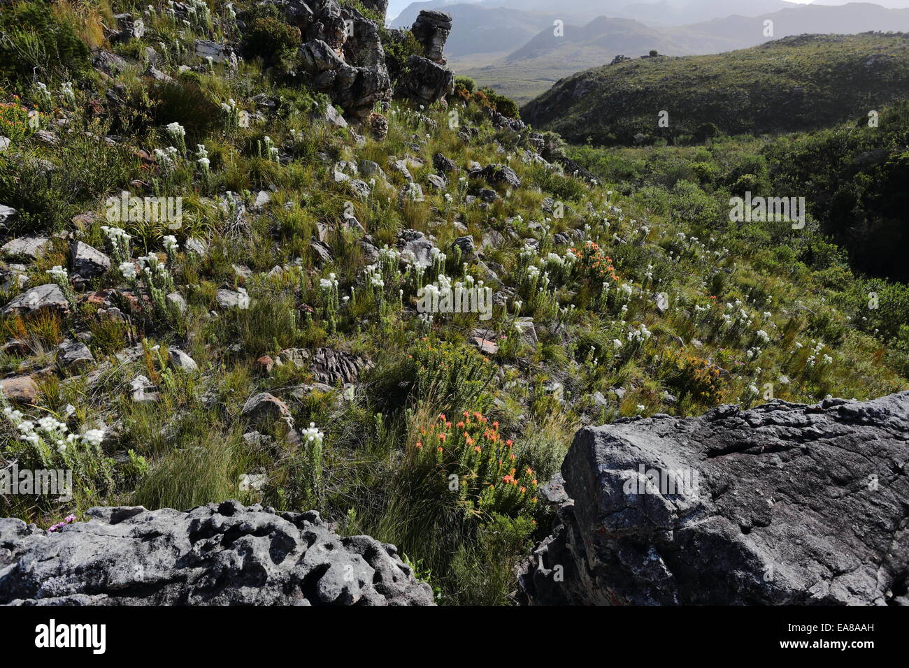 Spring mountain scene in the Kogelberg Mountains, South Africa Stock Photo