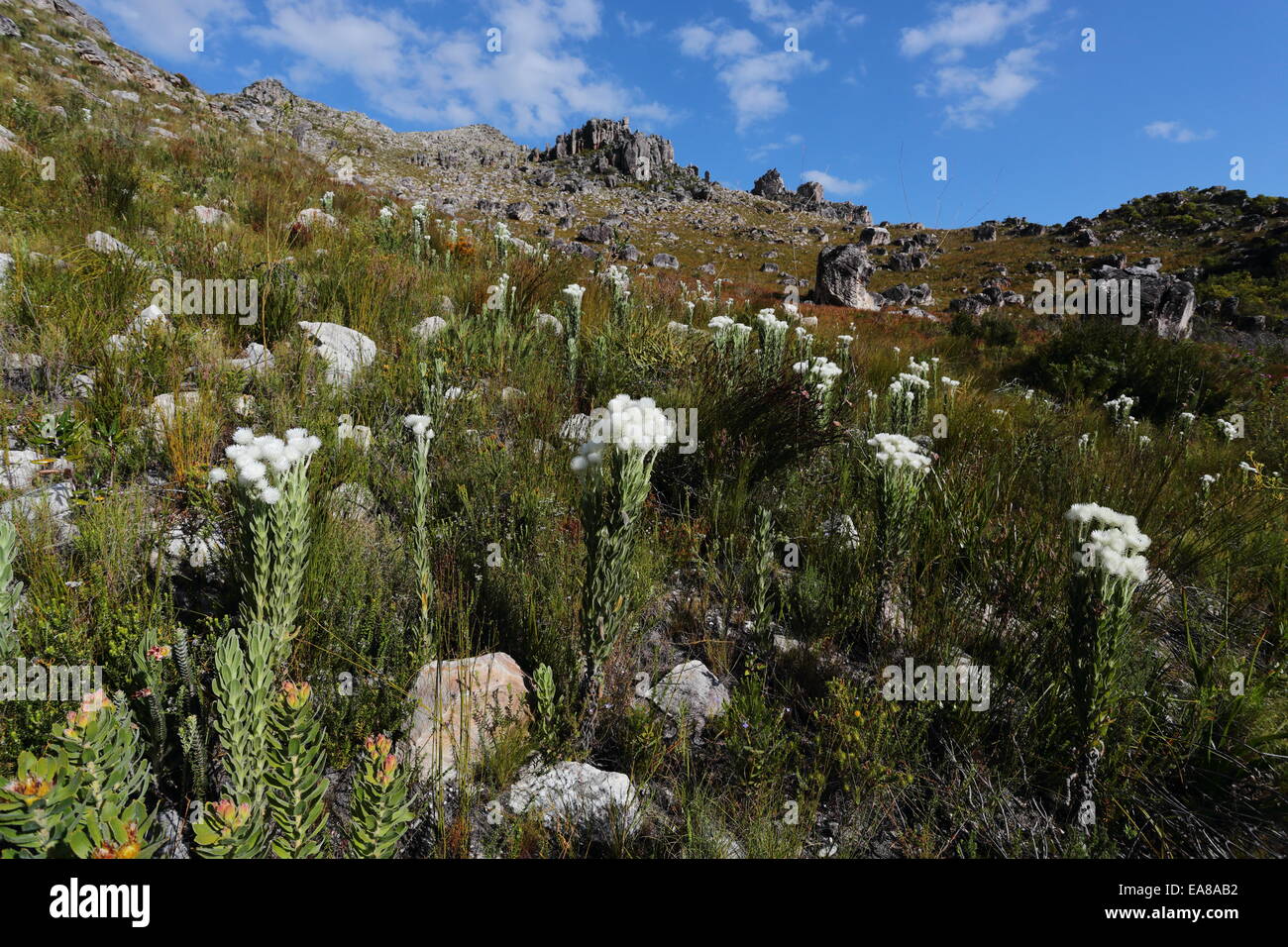 Spring mountain scene in the Kogelberg Mountains, South Africa Stock Photo