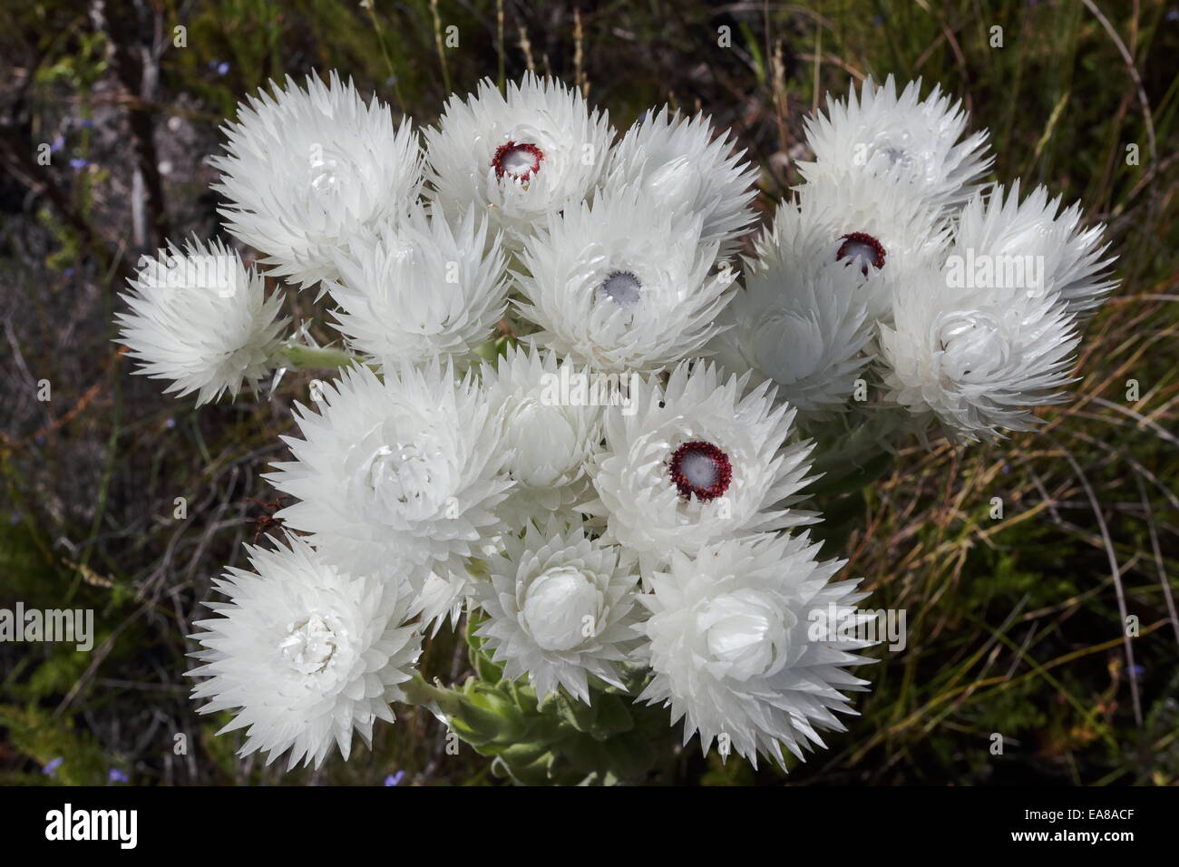 Helichrysum flowers in habitat  in the Kogelberg Mountains, South Africa Stock Photo