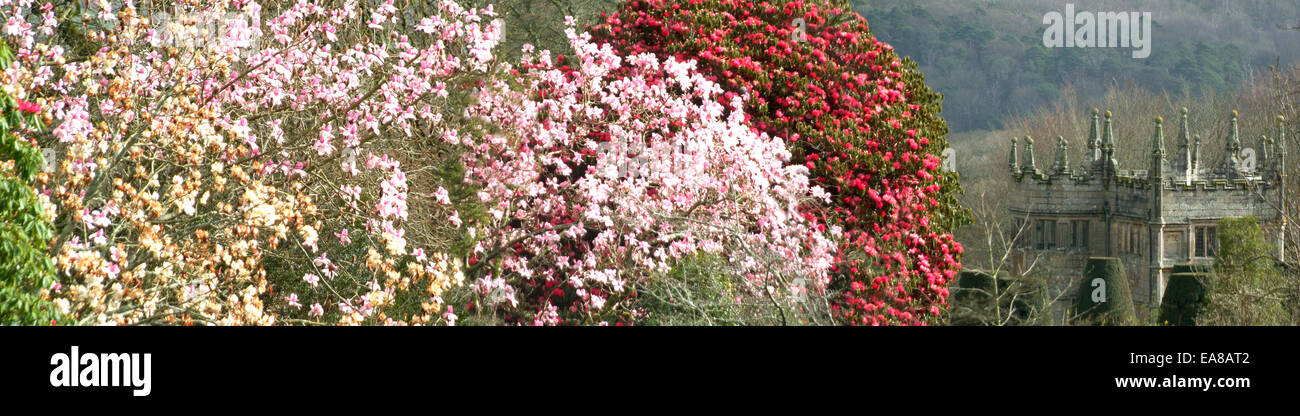 Panoramic view of Lanhydrock Gardens & Gatehouse with Pink & White Manolia & Red Rhododendrons in bloom Bodmin North Cornwall So Stock Photo