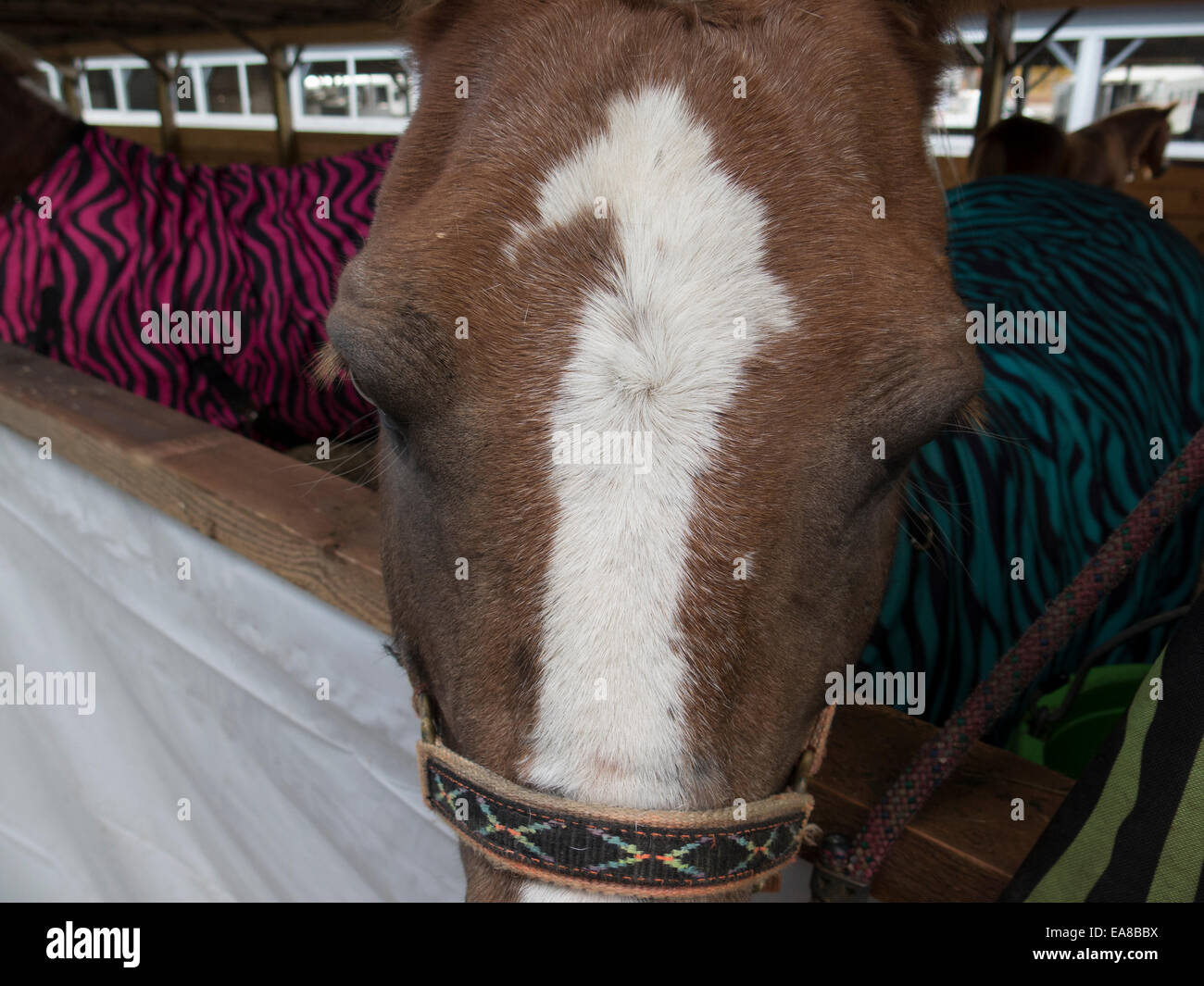Draft pony at the New England Draft Pony Association round-up competition in Cummington Massachusetts Stock Photo