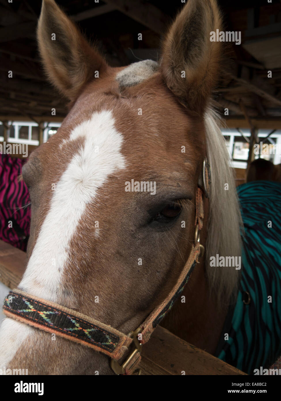 Draft pony at the New England Draft Pony Association round-up competition in Cummington, Massachusetts. Stock Photo