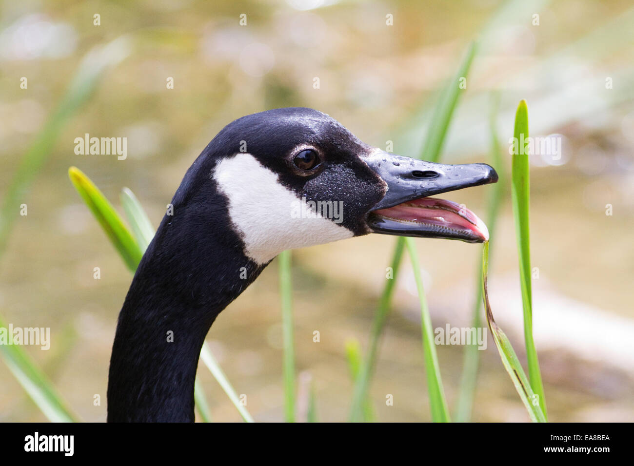 Inside Of A Goose Mouth