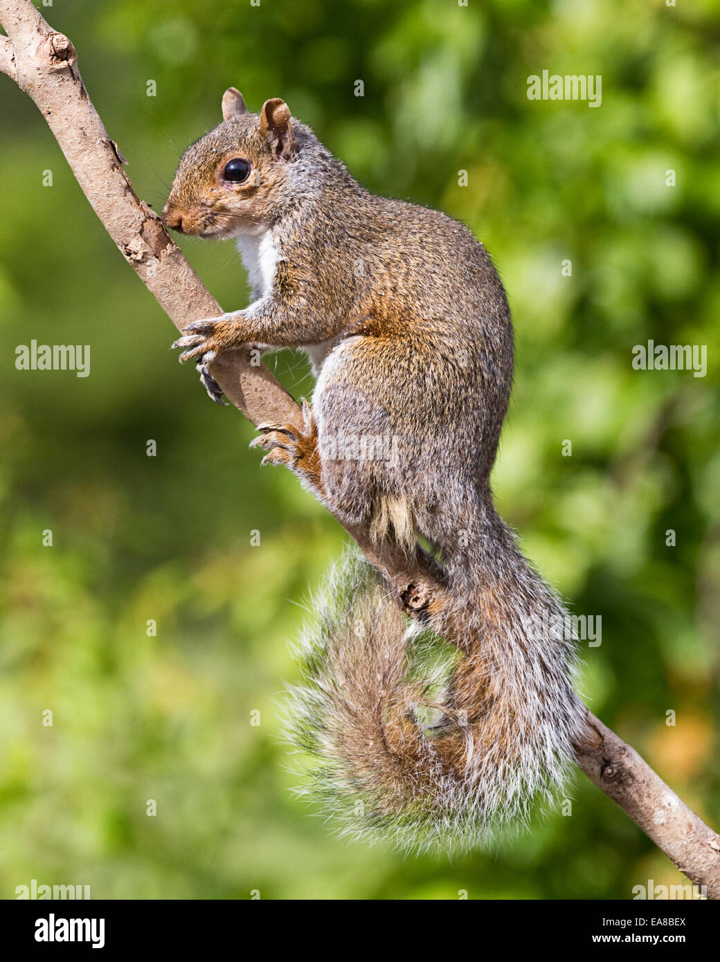 Vertical shot of a grey gray squirrel on a natural branch against a natural green background.  The squirrel is looking at the ca Stock Photo