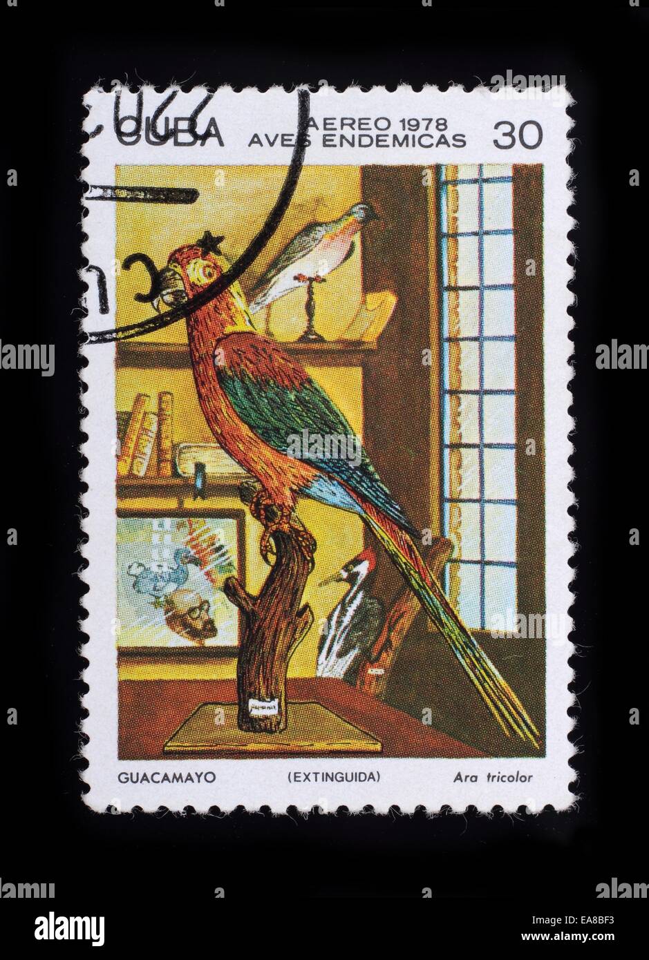 Cuba - circa 1978: A post stamp printed in the Cuba shows image of Ara tricolor, series Birds, circa 1978. Stock Photo