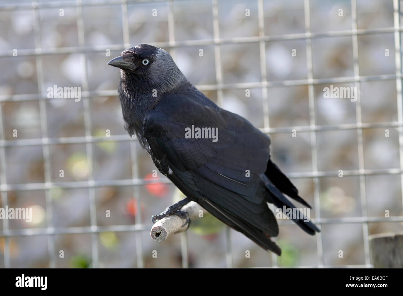 This is a captive Jackdaw, black bird member of the crow corvid family.  The background is a muted grey out of focus aviary bars Stock Photo