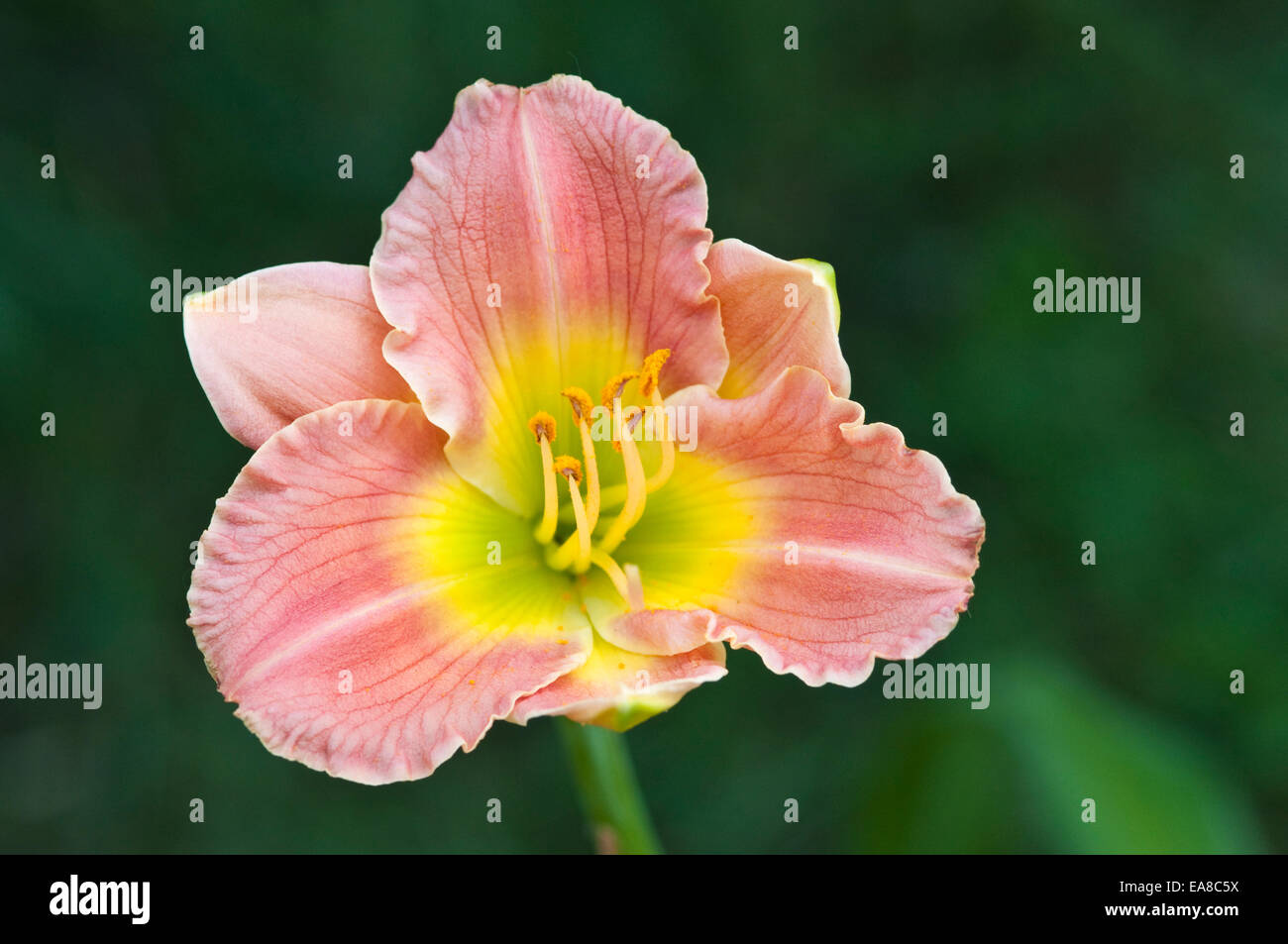 HEMEROCALLIS 'ROSE EMILY' Stock Photo