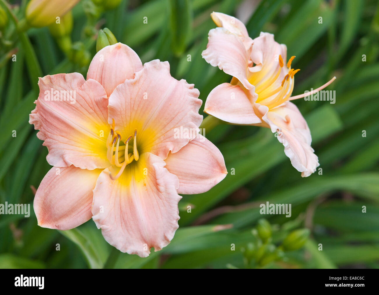 HEMEROCALLIS 'HEATHER PINK' Stock Photo