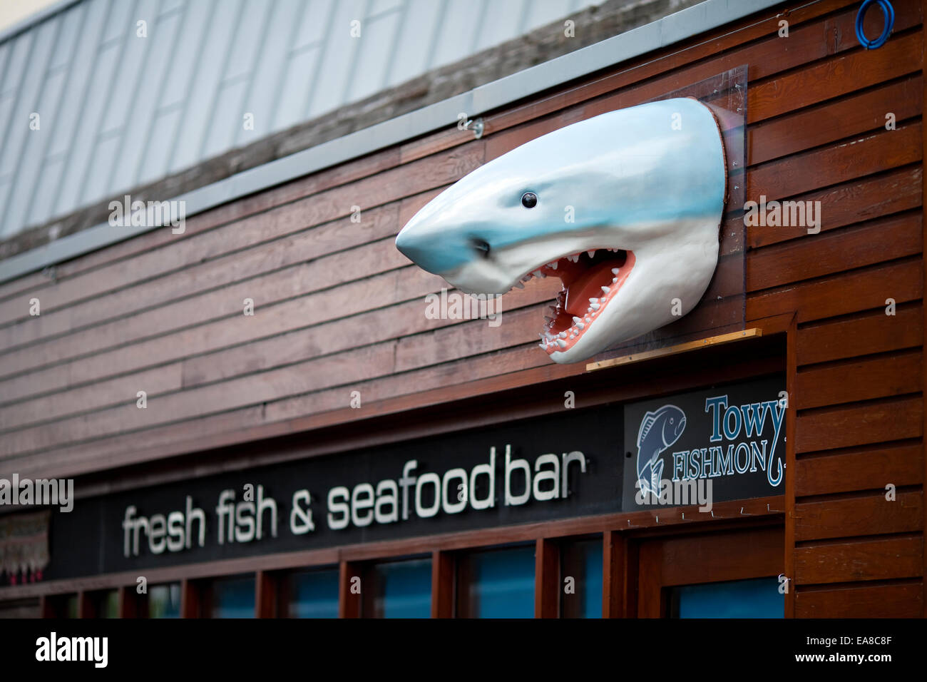 Plastic shark head outside fish shop in Carmarthen, Carmarthenshire, South West Wales. Stock Photo