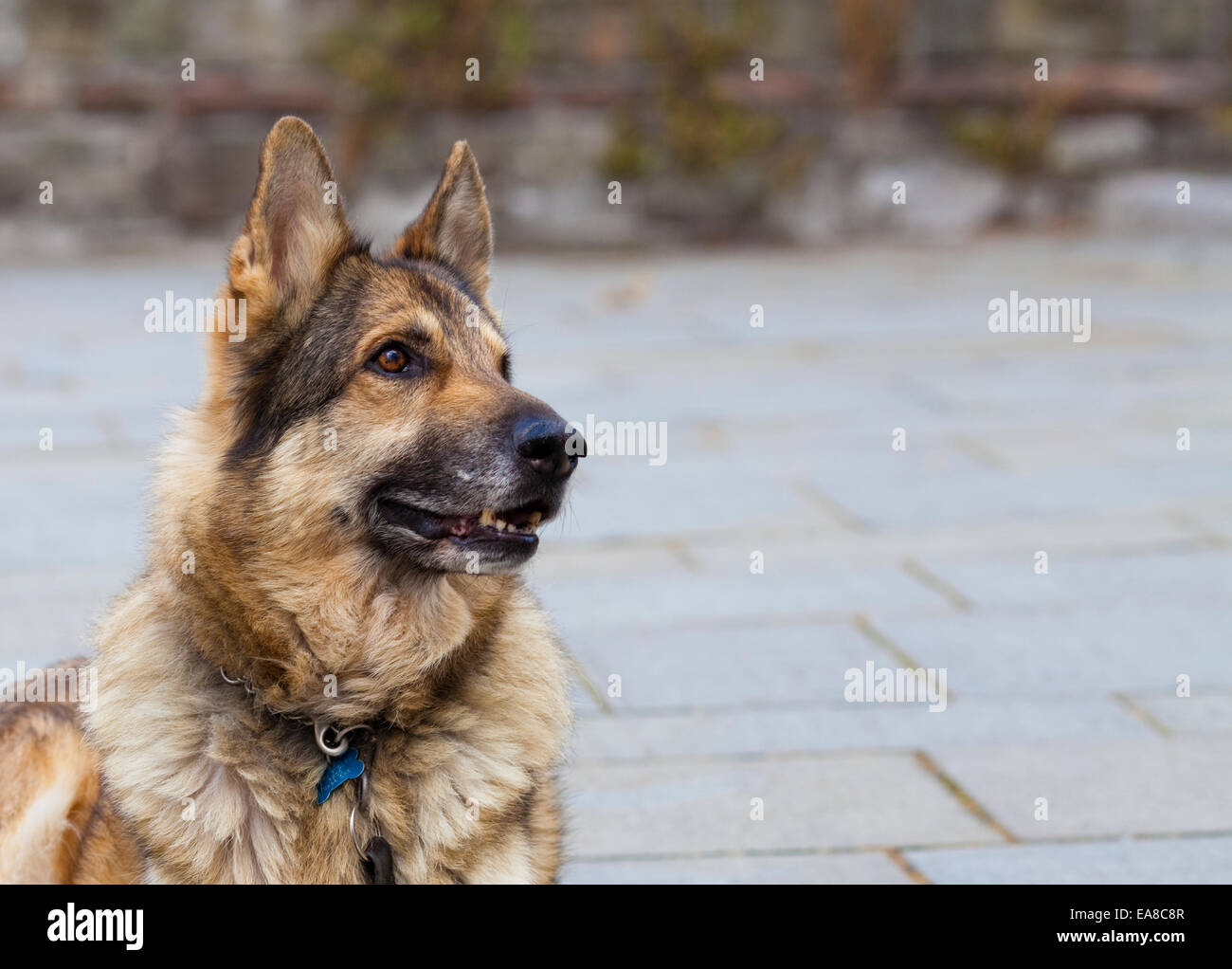 German Shepherd Dog looking intently out of the frame at his owner.  Taken against a grey stone background. The dog is wearing a Stock Photo