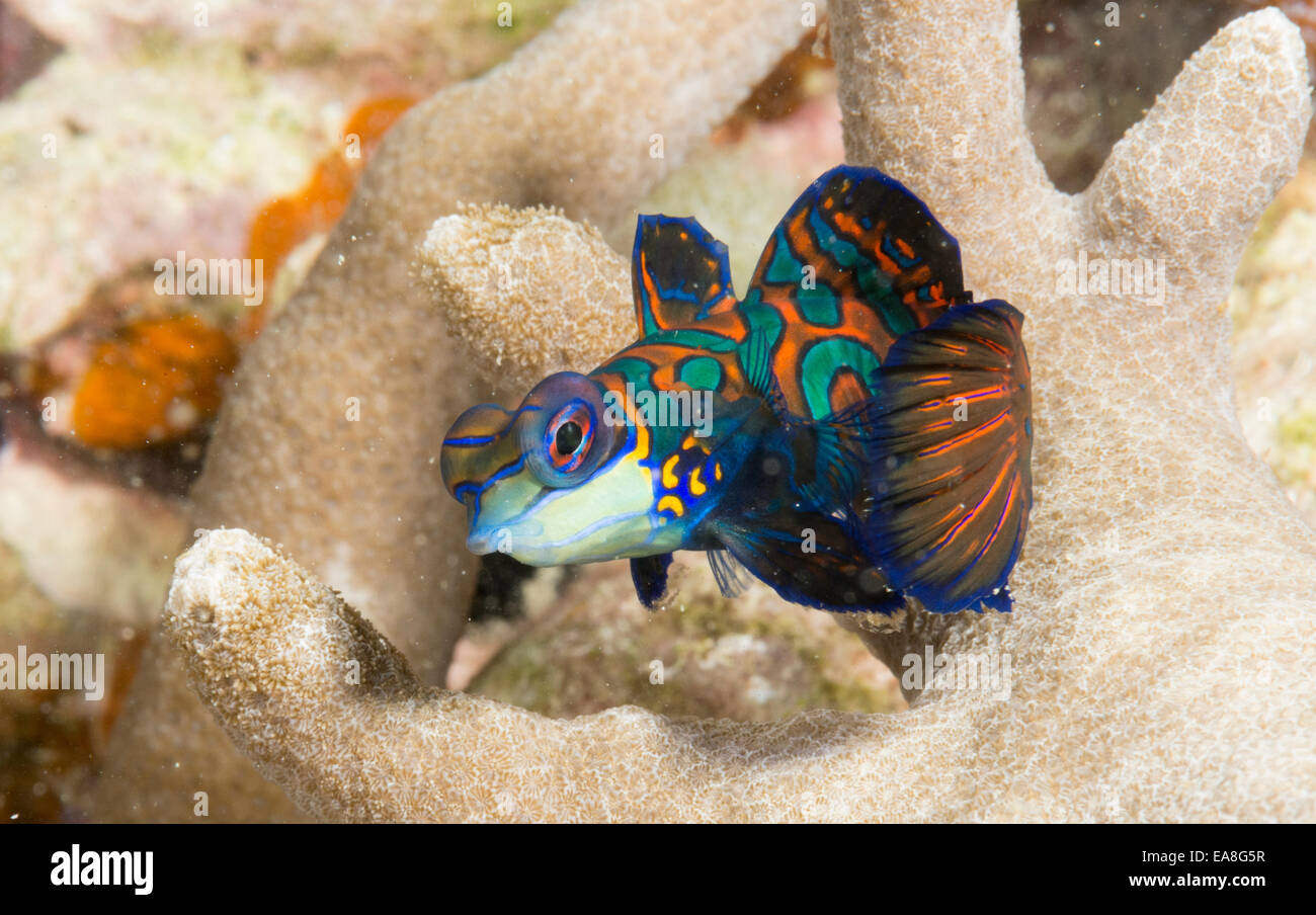 Mandarinfish at Rainbow reef at Yap Island.  It's named after the flashy colors of Chinese emperor. Stock Photo