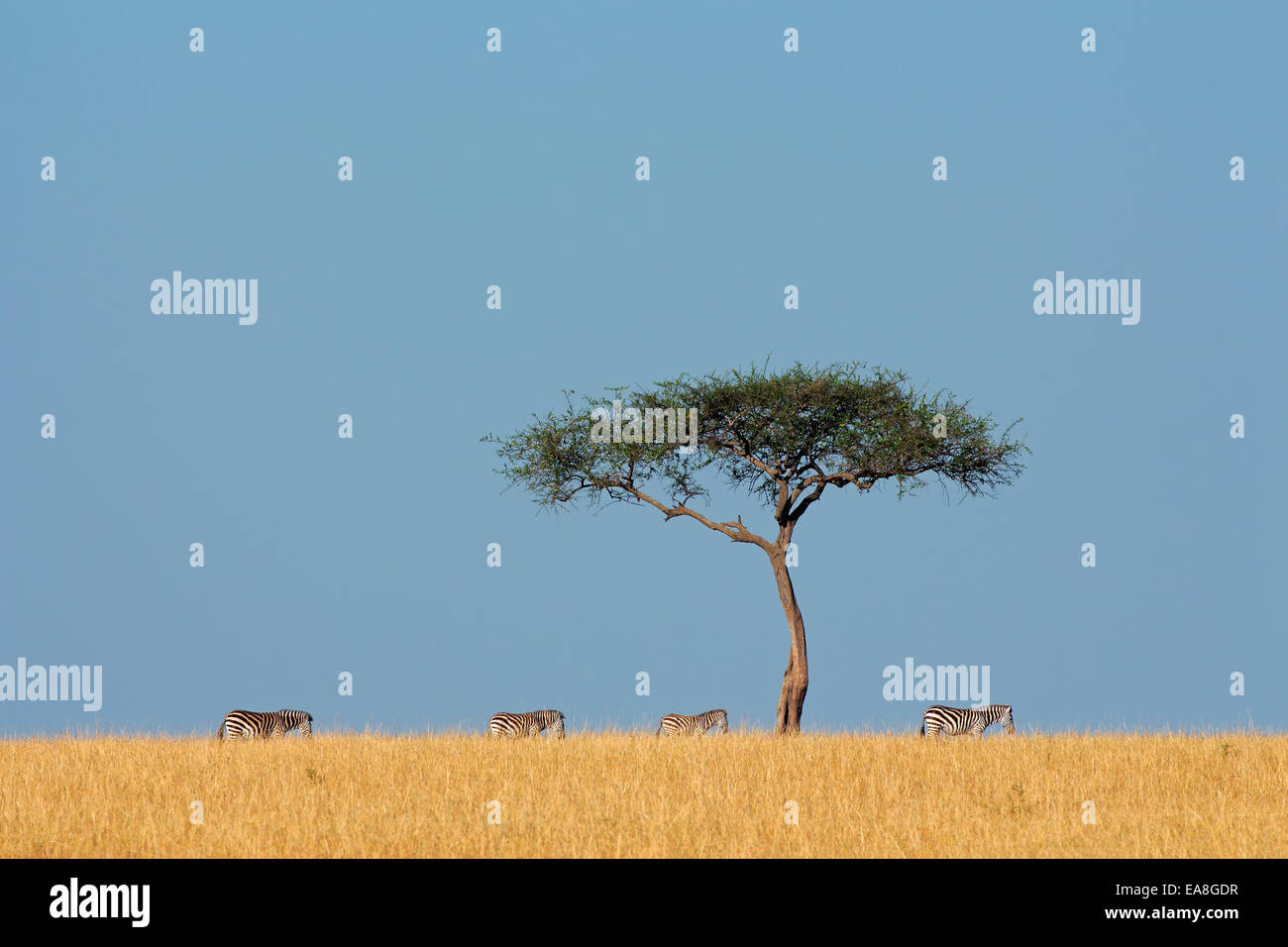Plains zebras (Equus burchelli) and tree, Masai Mara National Reserve, Kenya Stock Photo