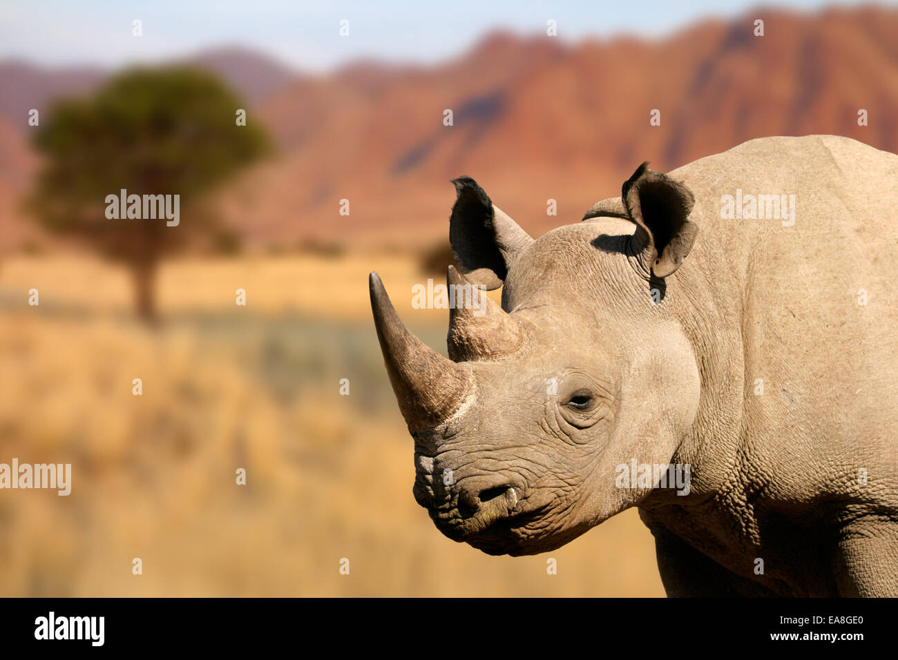 Portrait of a black (hooked-lipped) rhinoceros (Diceros bicornis) Stock Photo