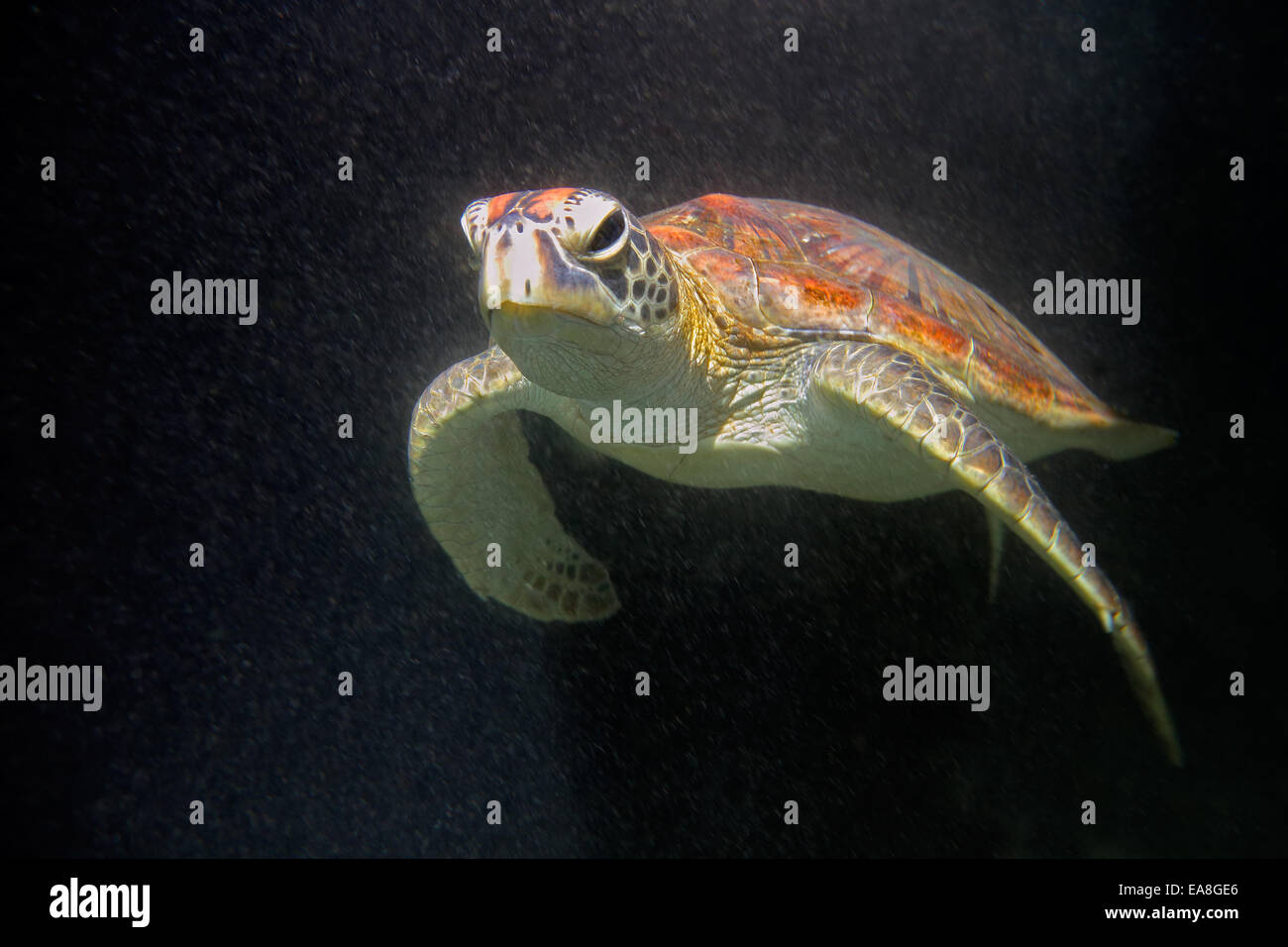 Underwater view of a hawksbill sea turtle (Eretmochelys imbricata), Zanzibar island Stock Photo